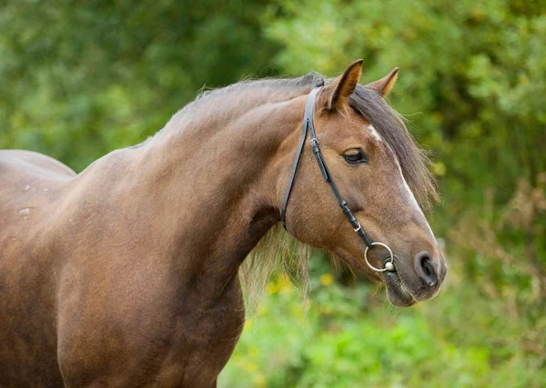 Bay häst i fältet — Stockfoto