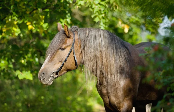 Bay häst i fältet — Stockfoto