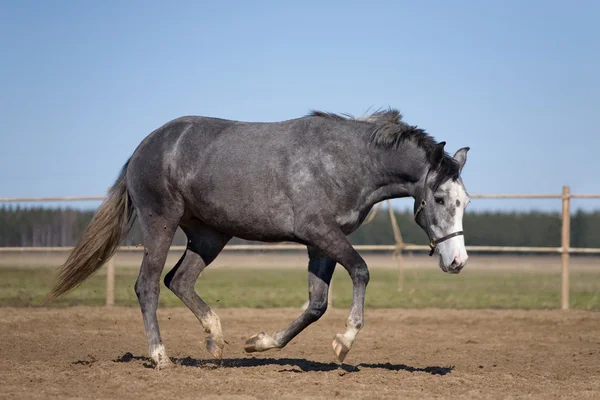 プラッツで実行されている灰色の馬 — ストック写真