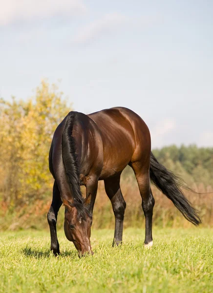 Буденный конь в поле — стоковое фото
