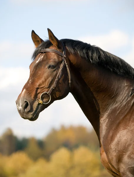 Baía budenny cavalo no campo — Fotografia de Stock