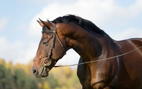 Bay budenny Pferd im Feld — Stockfoto
