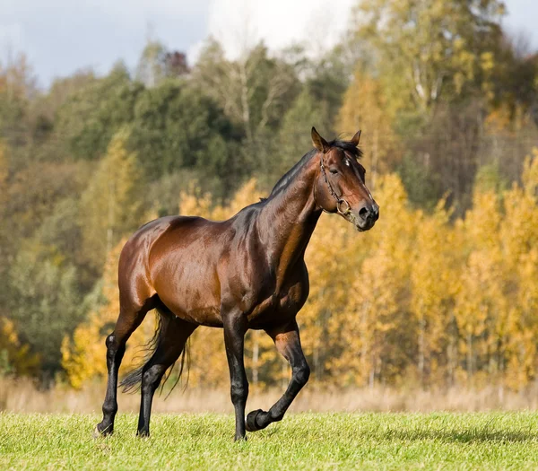 Bay budenny cavallo in esecuzione in campo — Foto Stock