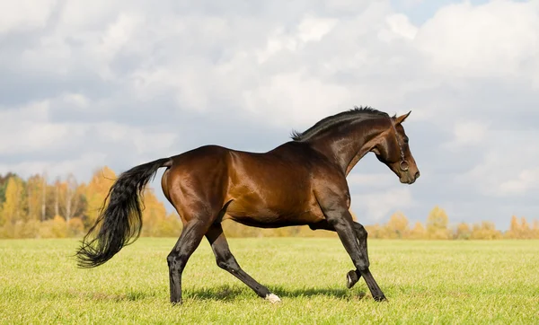 Bay budenny horse running in field — Stock Photo, Image