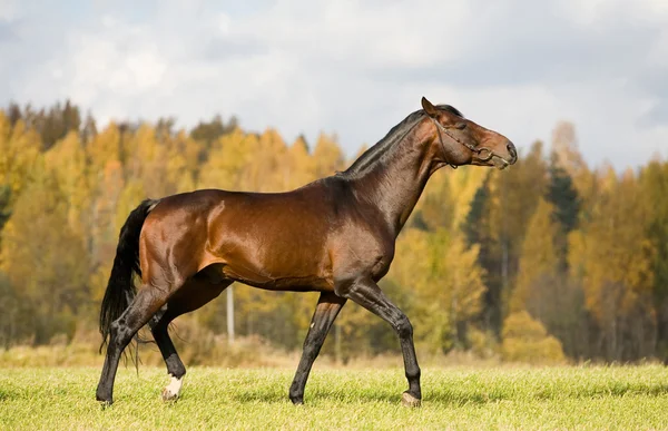 Bay budenny häst körs i fältet — Stockfoto