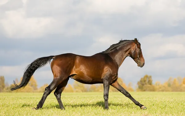 Bay budenny caballo corriendo en el campo —  Fotos de Stock