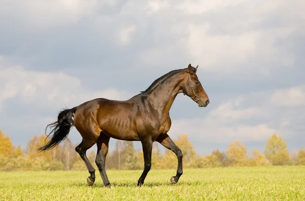 Bay budenny caballo corriendo en el campo — Foto de Stock