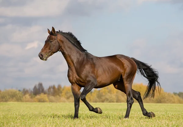 Bay budenny cavalo correndo no campo — Fotografia de Stock