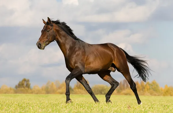 Bay budenny cavalo correndo no campo — Fotografia de Stock