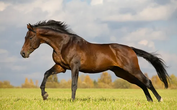 Bay budenny Pferd läuft in Feld — Stockfoto