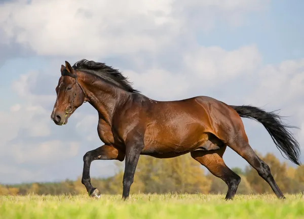 Bay budenny Pferd läuft in Feld — Stockfoto