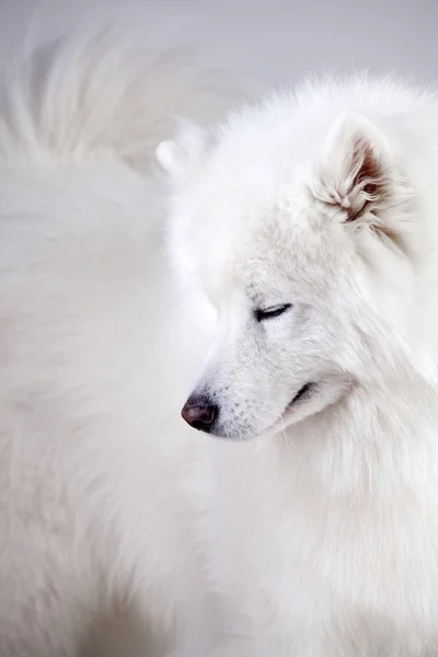 Samojed pes izolovaných na šedém pozadí — Stock fotografie
