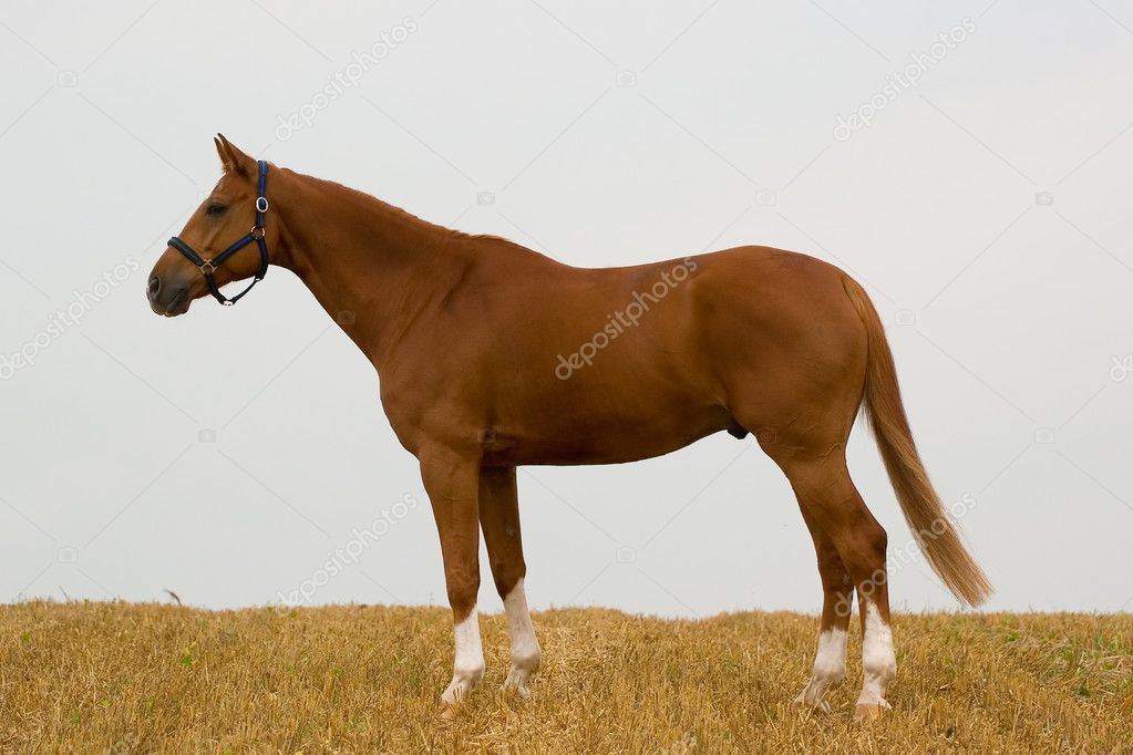 Châtaignier bavarois cheval dans le champ image libre de droit par