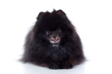 Pomeranian spitz-köpek beyaz zemin üzerine