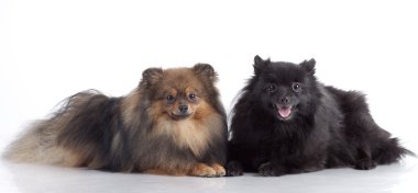 Pomeranian spitz-köpek beyaz zemin üzerine