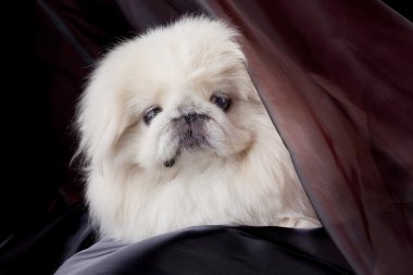 Pekinese dog on black background clipart