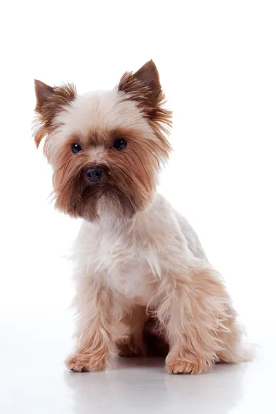 Yorkshire Terrier on white background — Stock Photo, Image