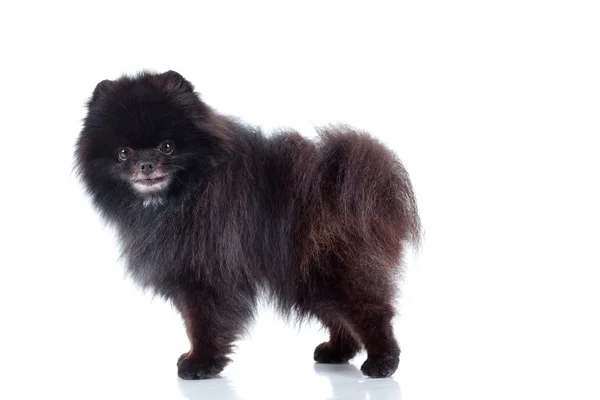 Pomeranian spitz-dog sobre fondo blanco —  Fotos de Stock