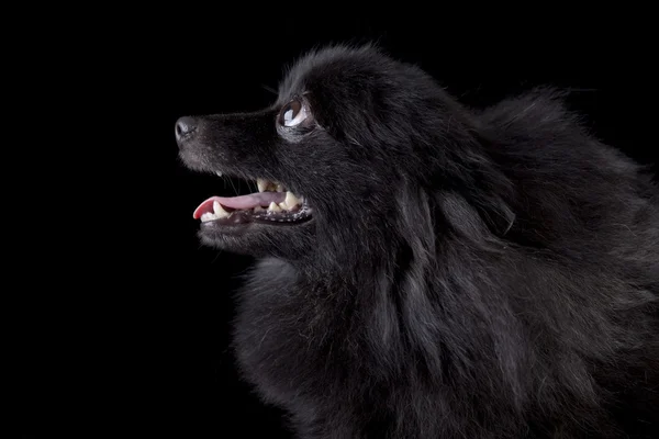 黑色背景上的波型 spitz 狗 — 图库照片