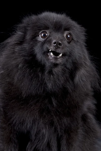 Pomeranian spitz-dog sobre fondo negro —  Fotos de Stock