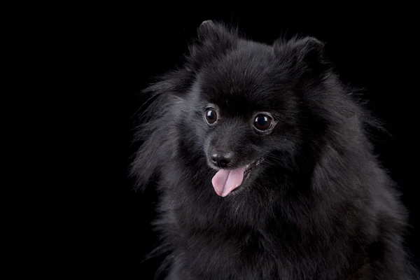 Pomeranian spitz-köpek siyah arka plan üzerine — Stok fotoğraf