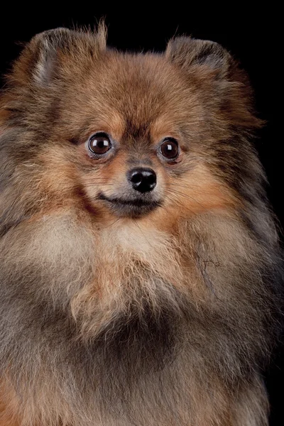 Pomeranian spitz-σκύλος σε μαύρο φόντο — Φωτογραφία Αρχείου