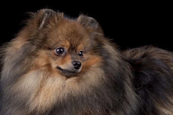 Pomeranian spitz-σκύλος σε μαύρο φόντο — Φωτογραφία Αρχείου