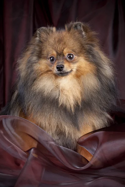 Spitz-hund på textur bakgrund — Stockfoto