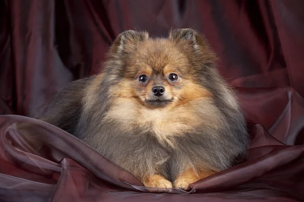 Spitz-dog on texture background — Stock Photo, Image