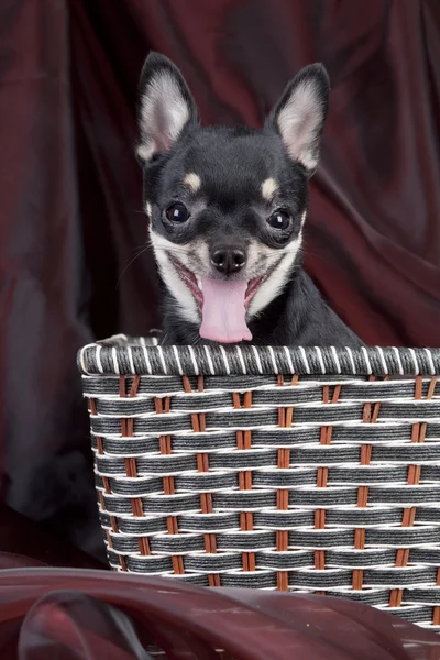 Jalá perro de hihuahua en la canasta — Foto de Stock