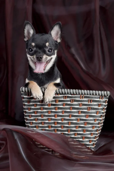 ? hihuahua hunden i korgen — Stockfoto