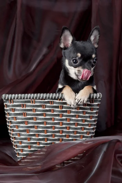 ? hihuahua hunden i korgen — Stockfoto