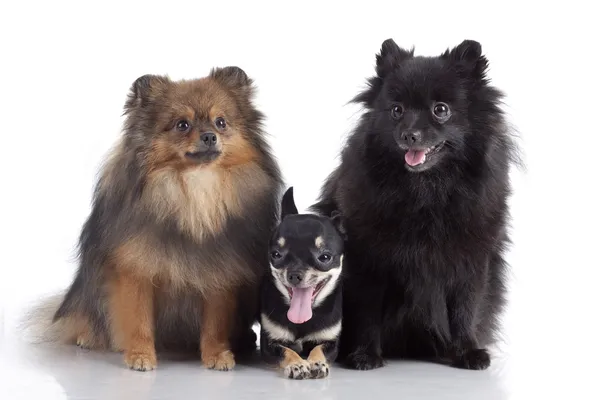 Spitz köpekleri ve chihuahua önünde — Stok fotoğraf