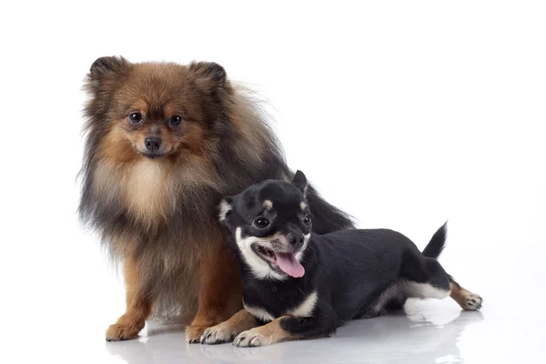 Spitz-hund och chihuahua framför — Stockfoto