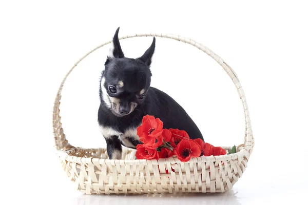 Сhihuahua dog in the basket — Stock Photo, Image