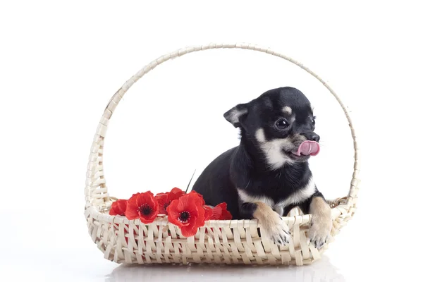 Jalá perro de hihuahua en la canasta — Foto de Stock