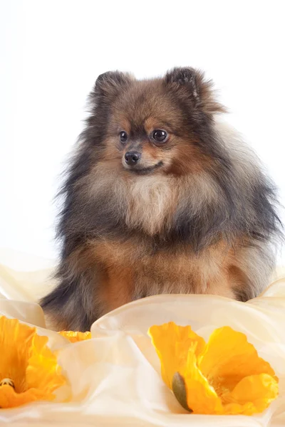 Spitz-dog on texture background (orange) — Stock Photo, Image