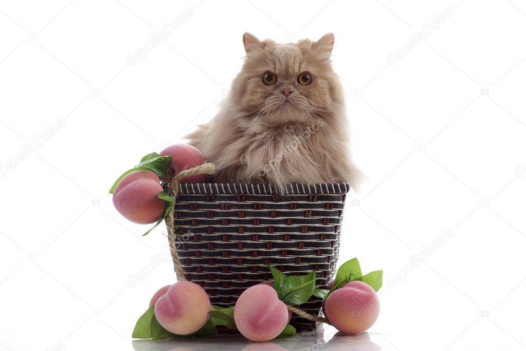 Cat in the basket with peach