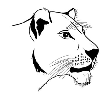 Lioness clipart