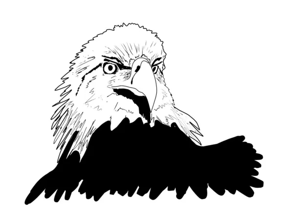 Bald eagle head — Stock Vector