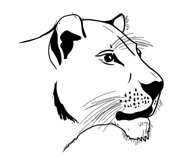 Lioness — Stock Vector