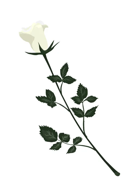 Bílou růži — Stockový vektor