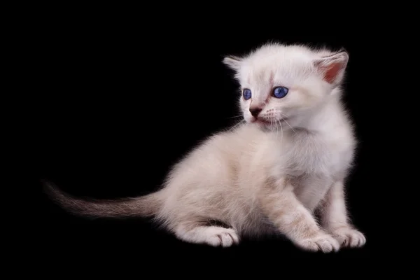 Kedi
