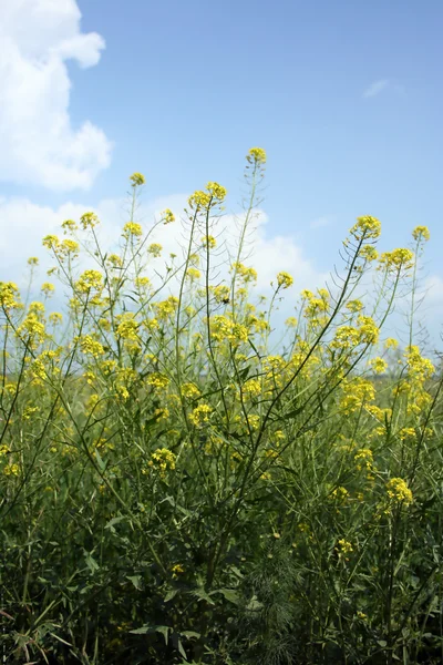 Um campo de flores amarelas — Fotografia de Stock