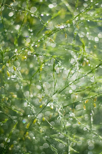 Verde chuvoso — Fotografia de Stock