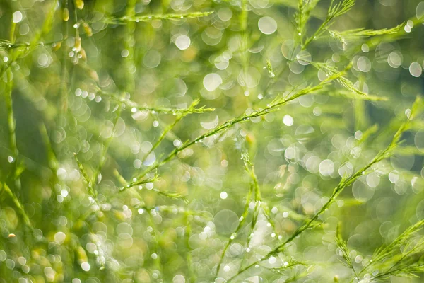 Deszczowa zieleń — Zdjęcie stockowe