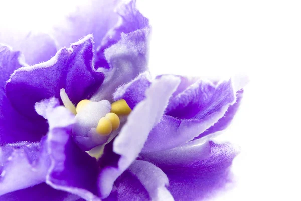 Viola su sfondo bianco — Foto Stock