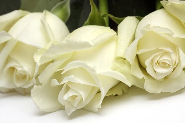 stock image White roses