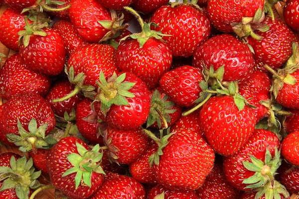 stock image Strawberry