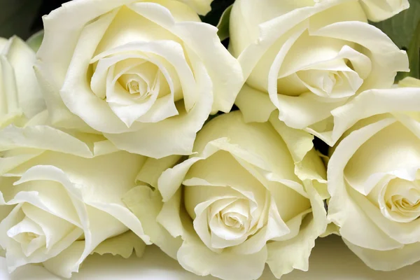 Beyaz güller Stok Fotoğraf